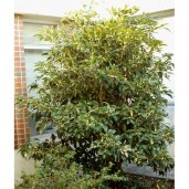 Osmanthus fragrans007